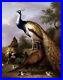 Beautiful-Oil-painting-Tobias-Stranover-Peacock-Hen-and-a-Landscape-on-canvas-01-jjpi